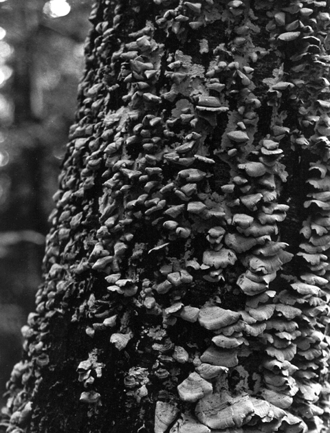 Tree Fungus