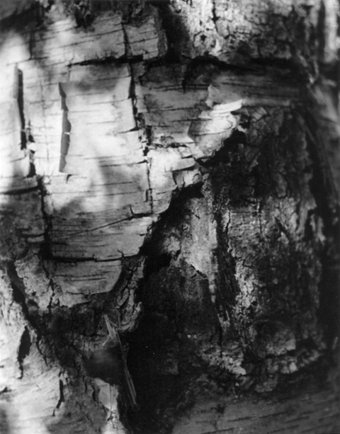 Birch Bark 1