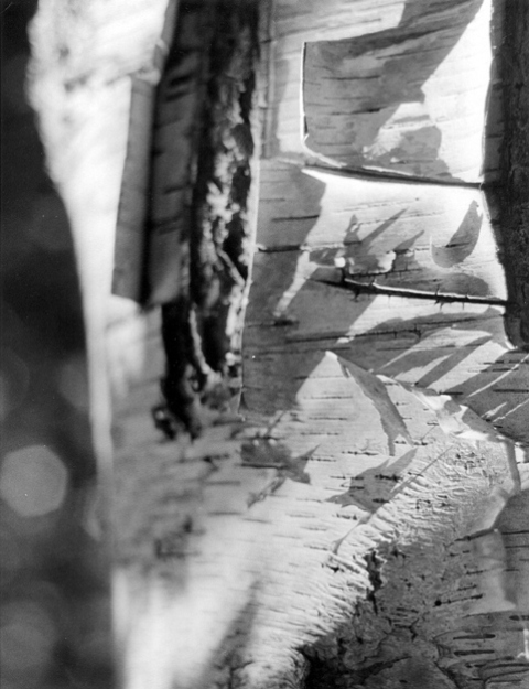 Birch Bark 2