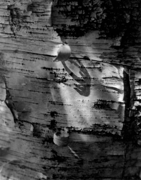 Birch Bark 4